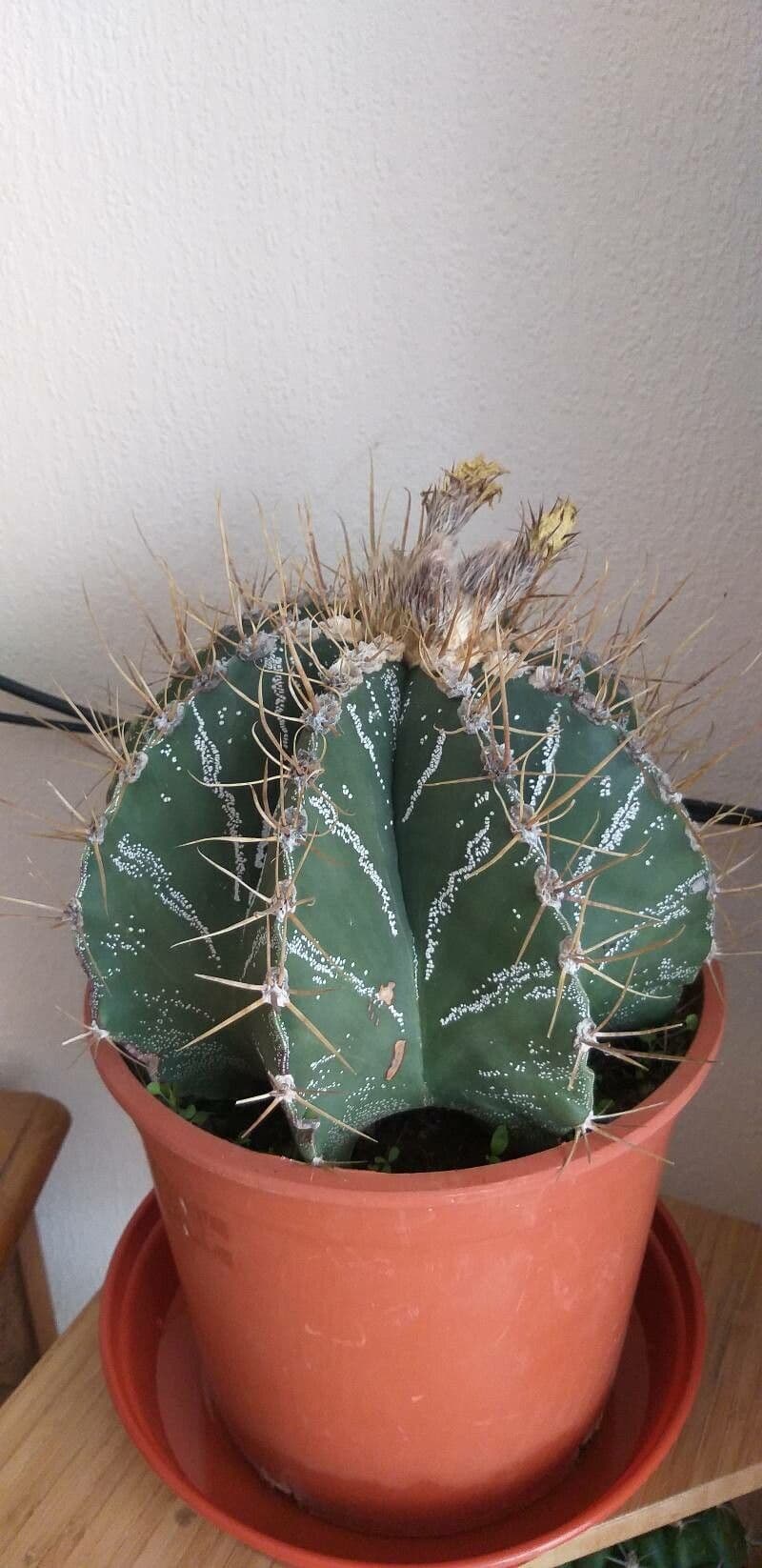Cactus