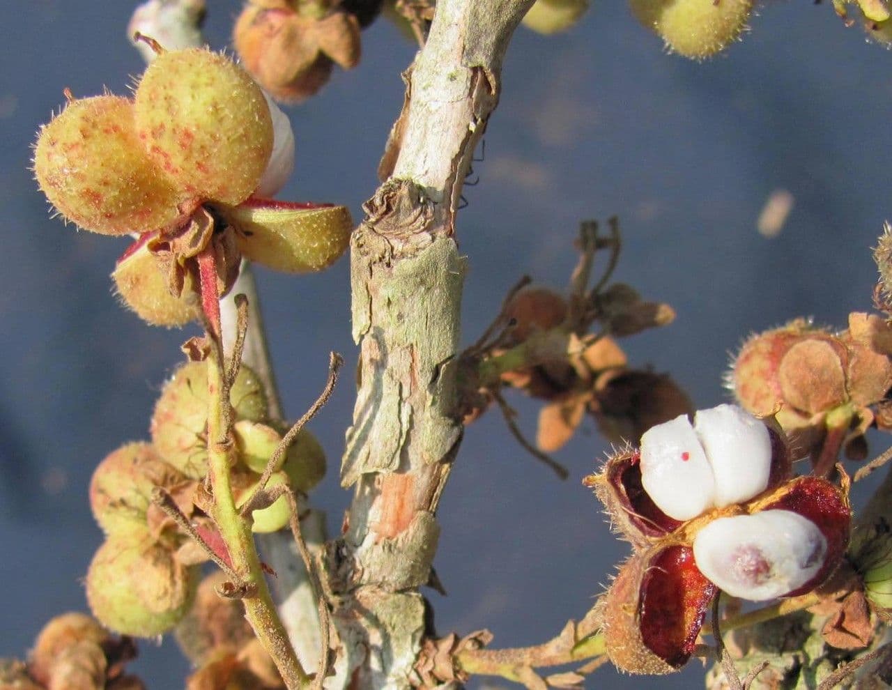 Curatella americana 5