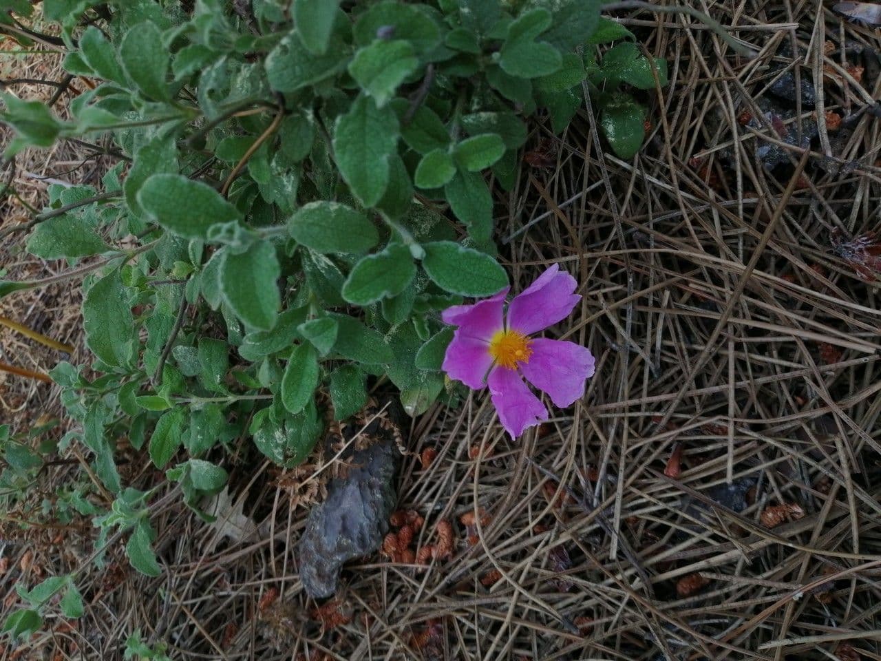 Cistus krétský 13