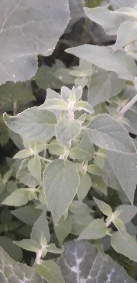 Minthostachys 5