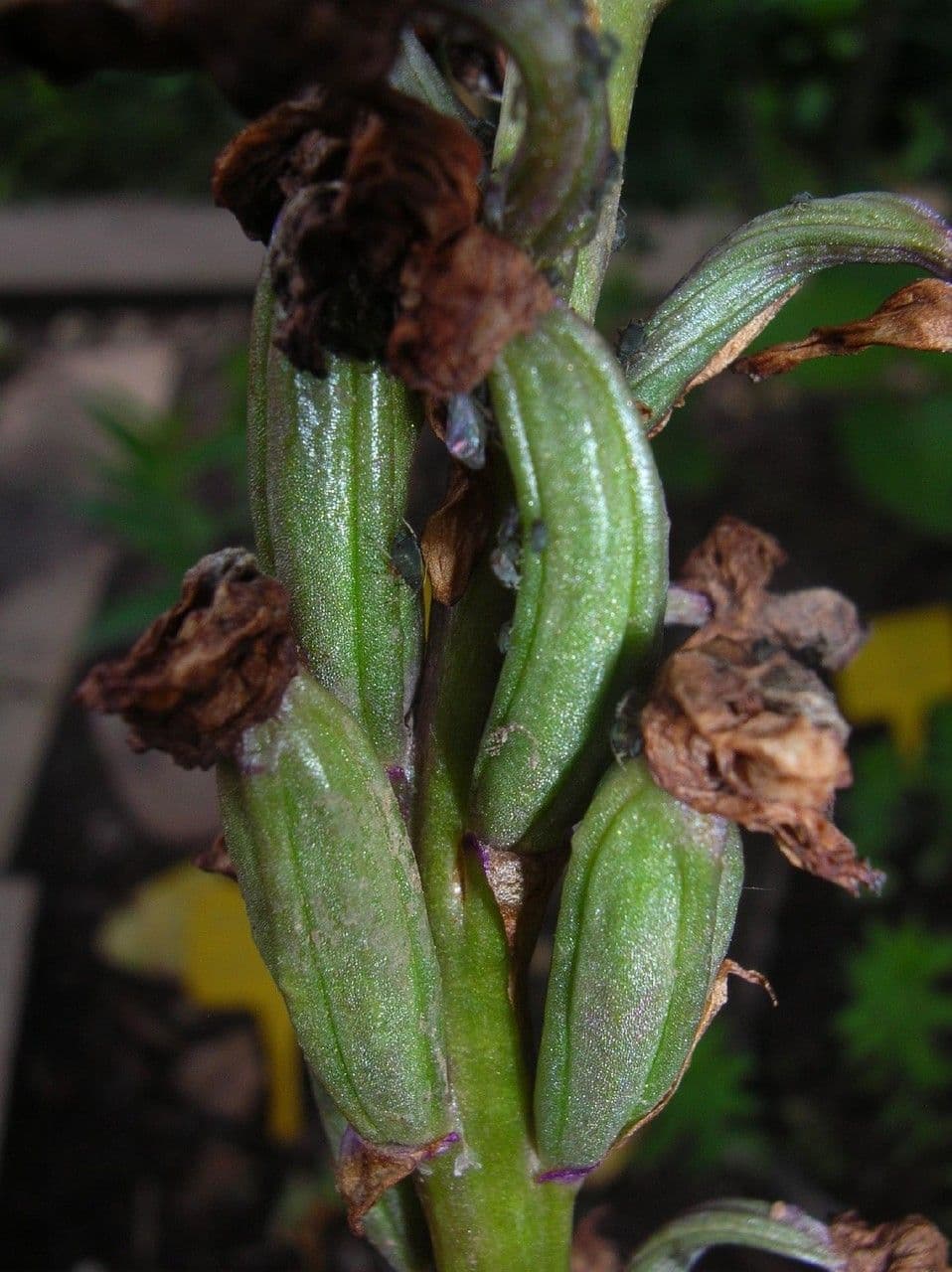 Stattliches Knabenkraut 5