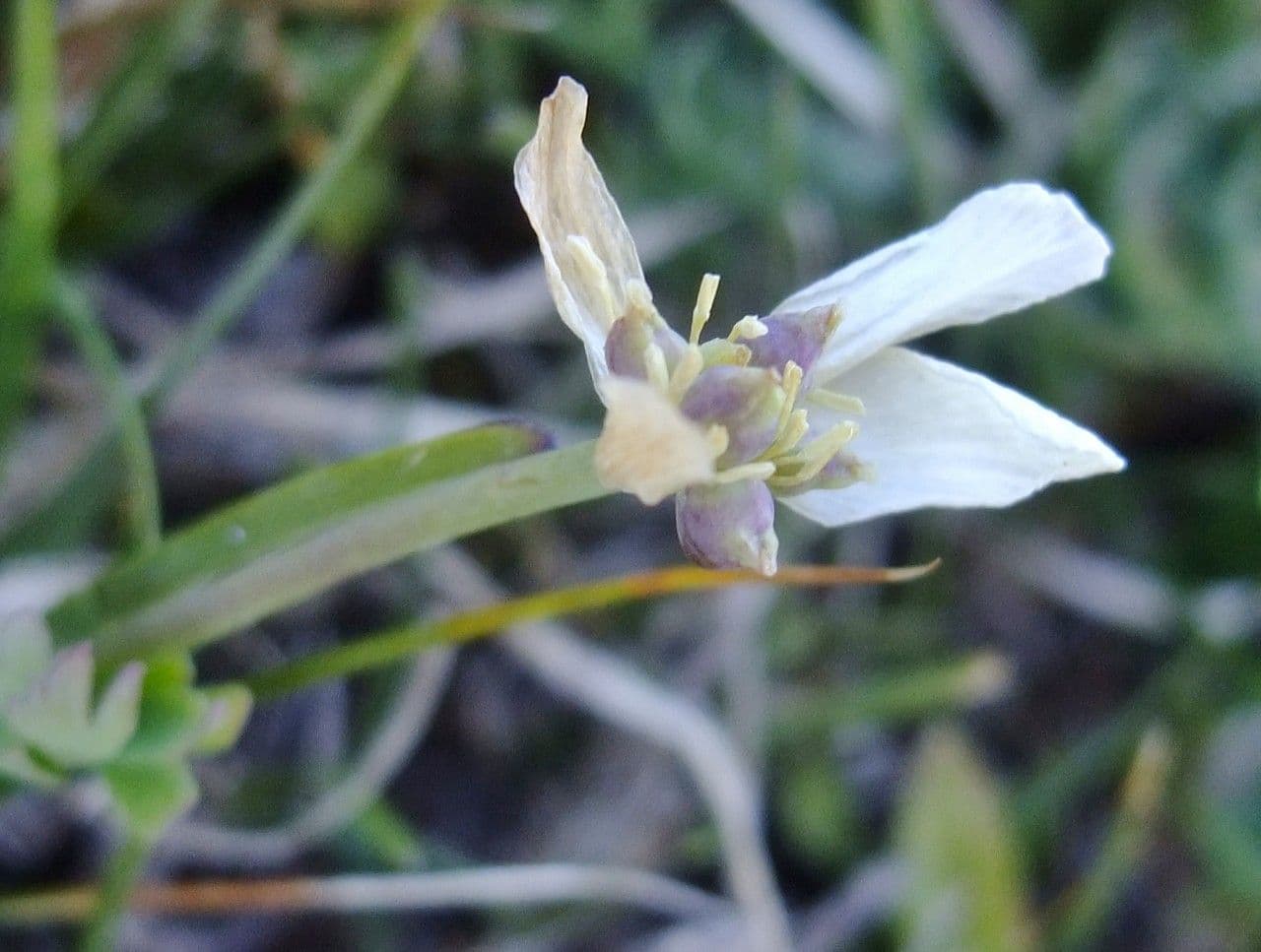 Callianthemum coriandrifolium 11
