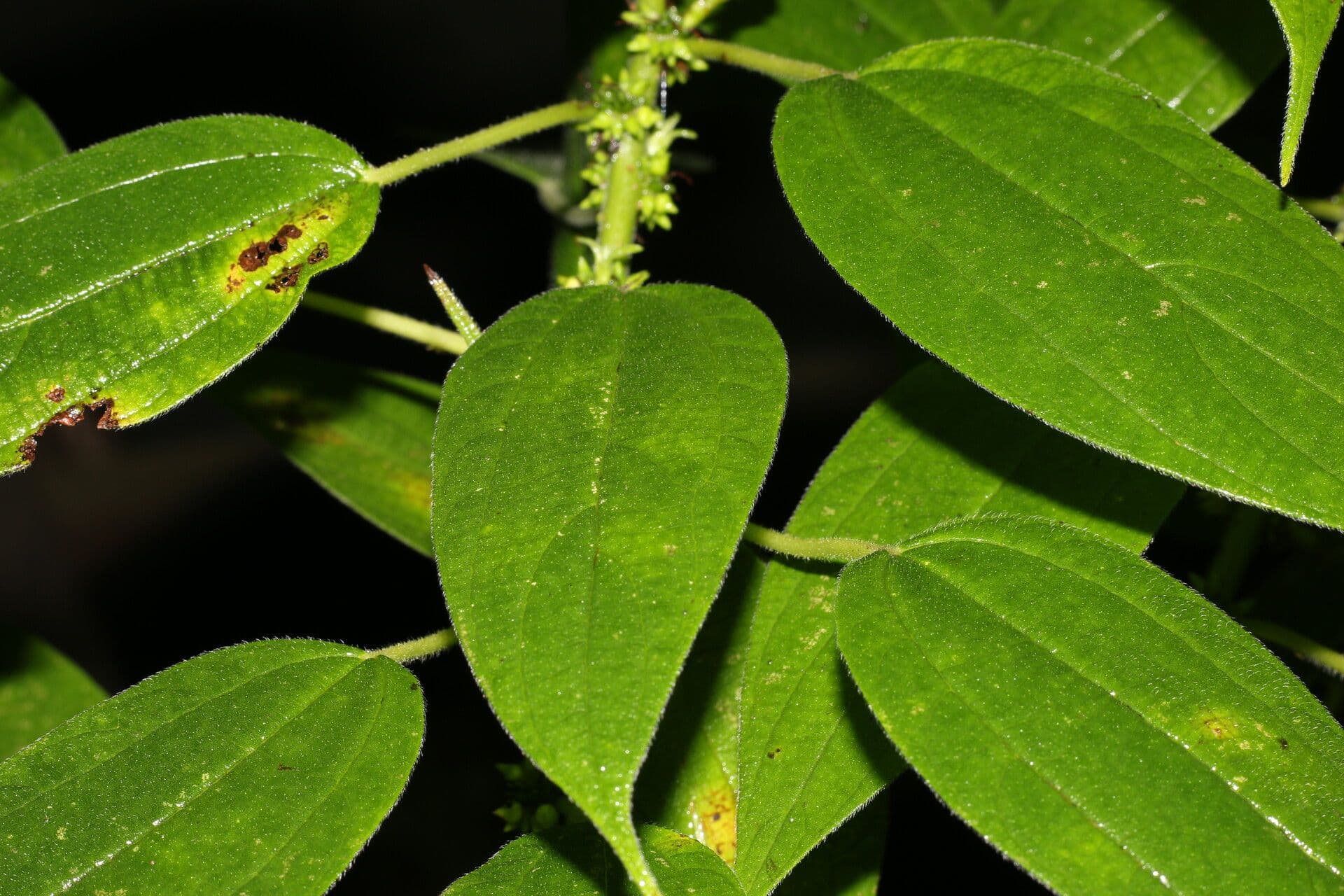 Pouzolzia guatemalana 6