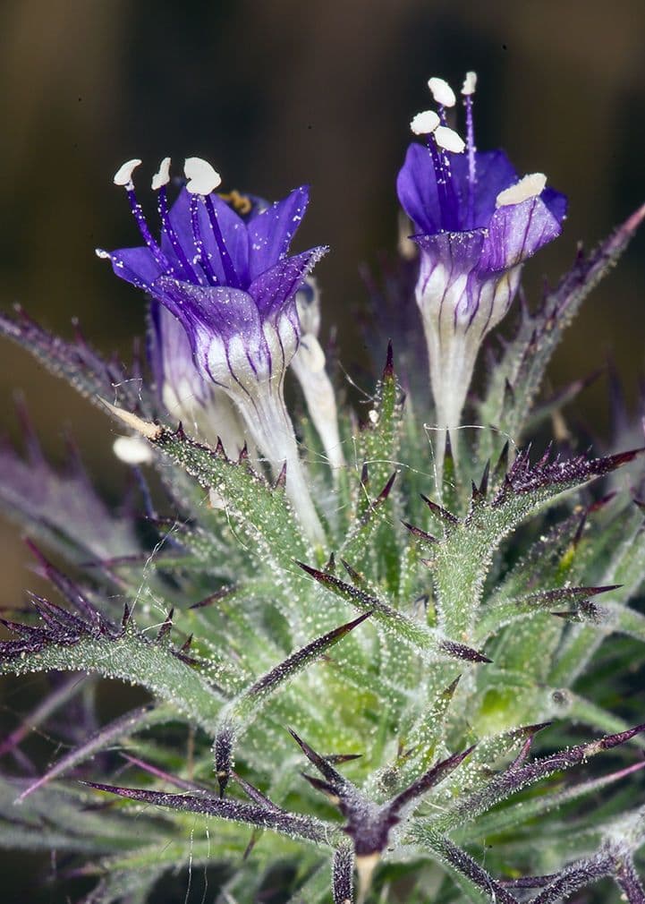 Navarretia 7