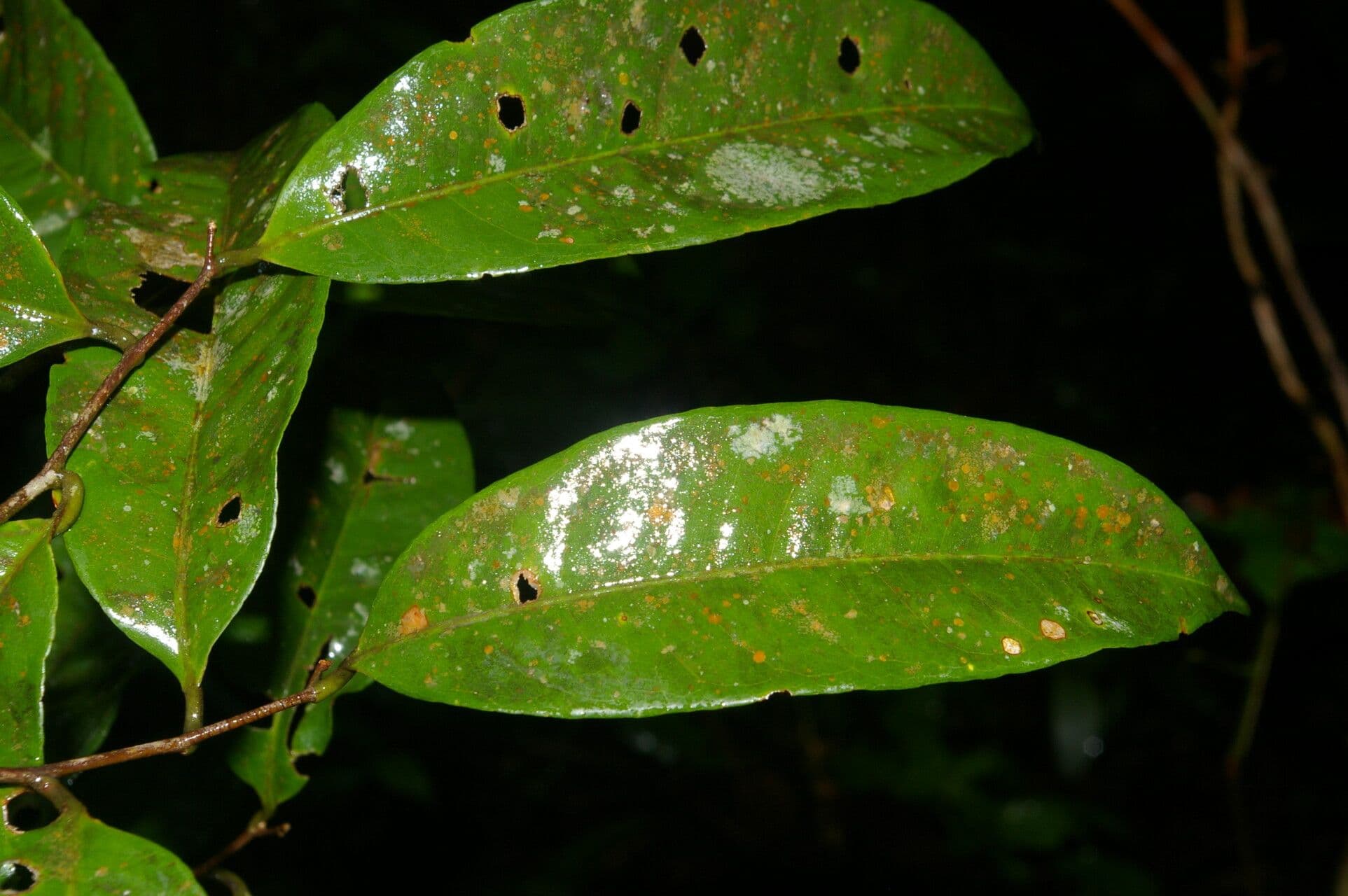 Eschweilera 7