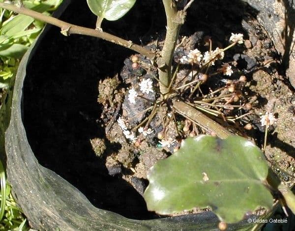 Amborella 13