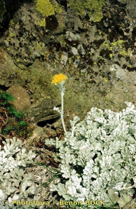 Senecio leucofillo 19