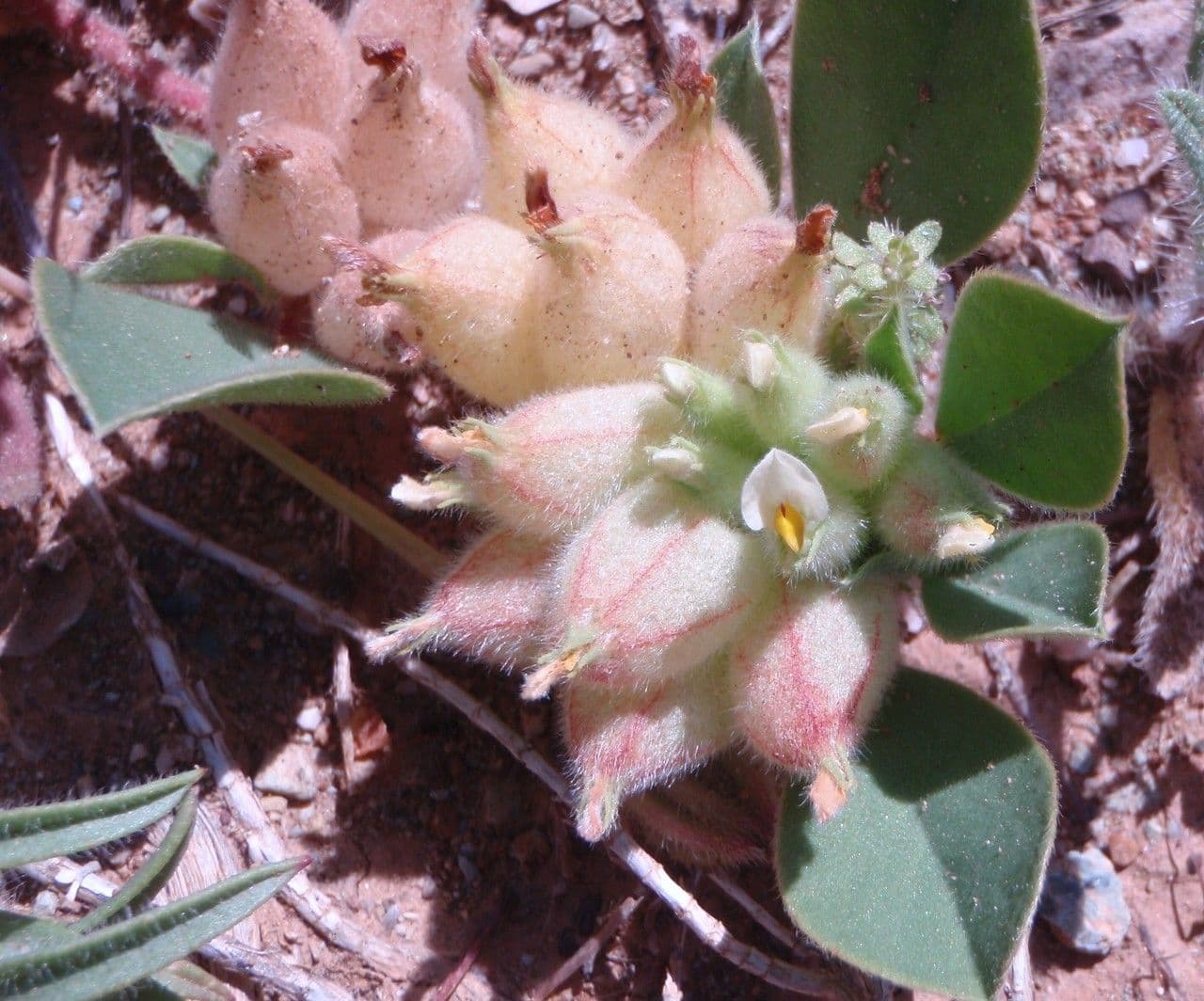 Tripodion tetraphyllum 3
