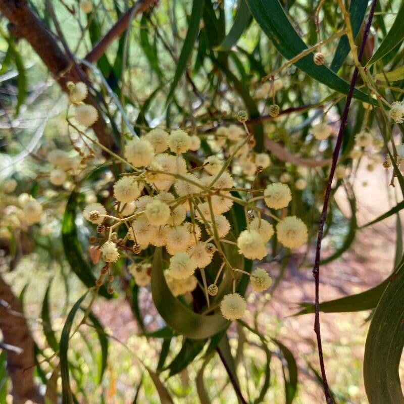 Acacia implexa