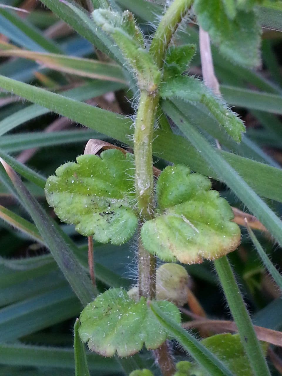 Veronica dei campi 24