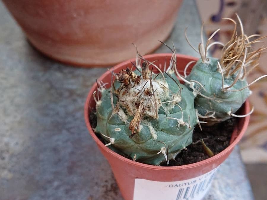 Turbinicarpus 10