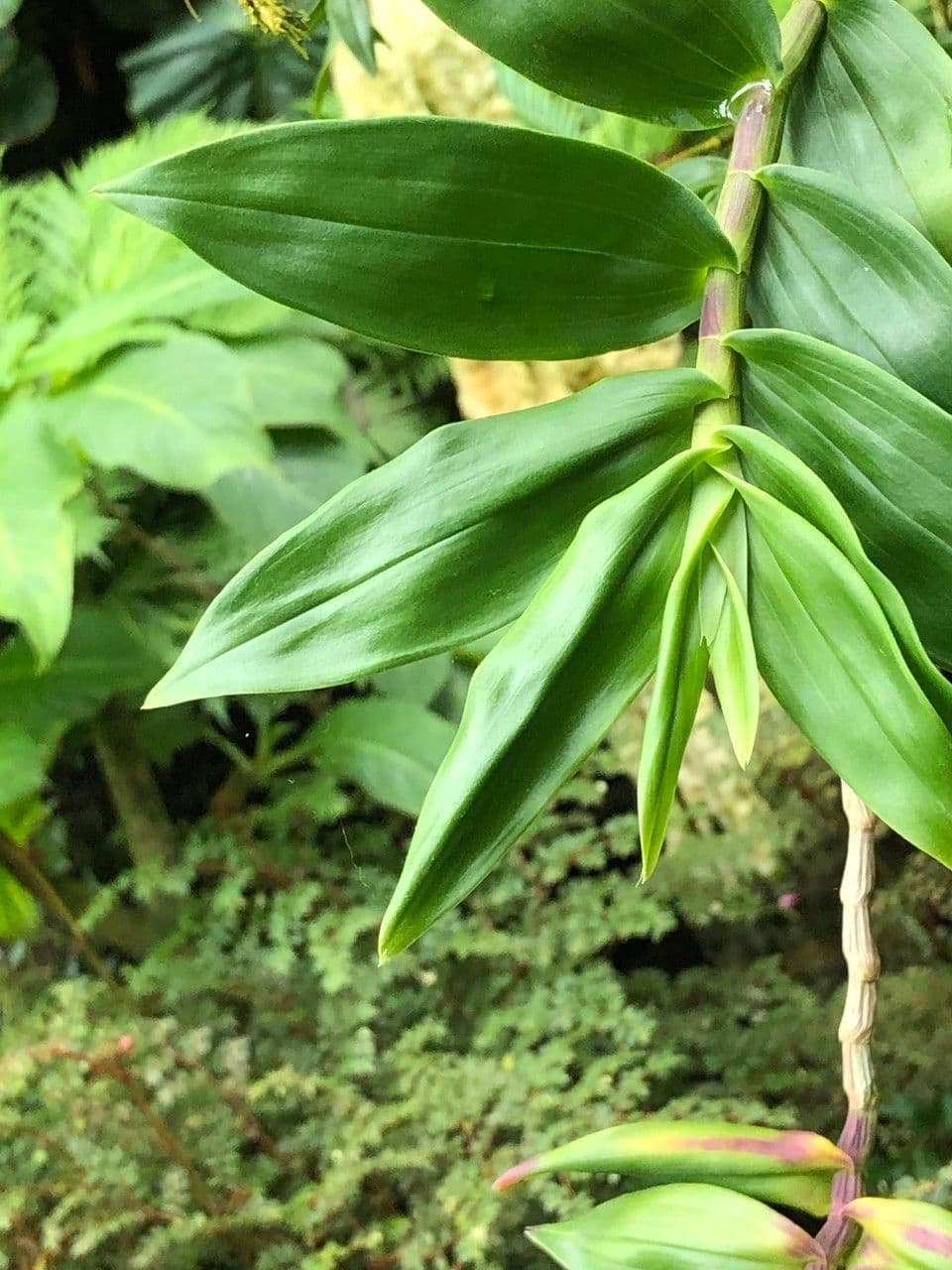 Dendrobium victoriae-reginae 18