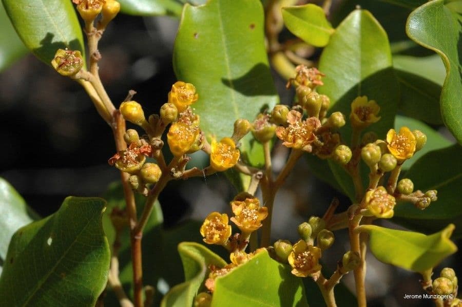 Tristaniopsis 2