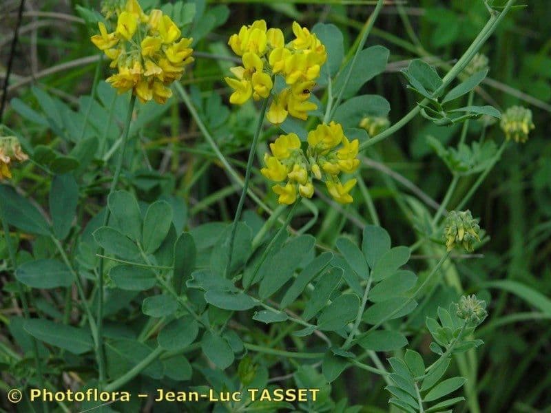 Coronilla coronata 24
