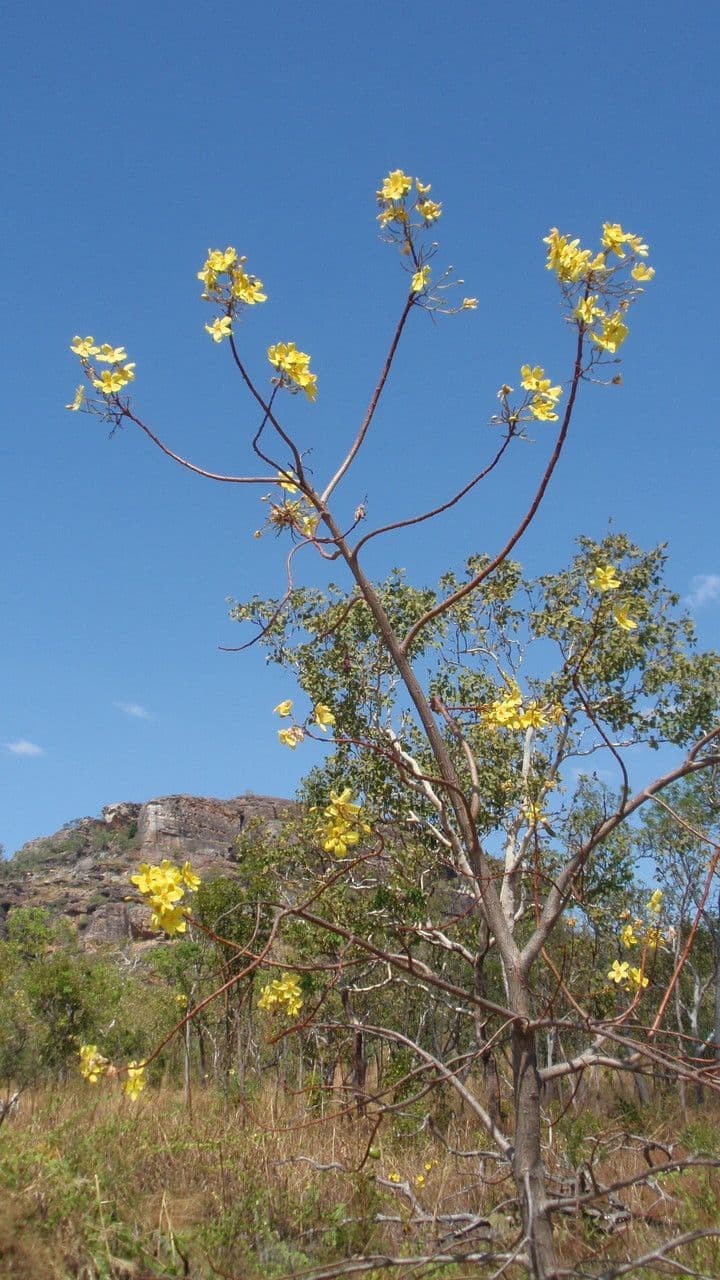 Cochlospermum 8