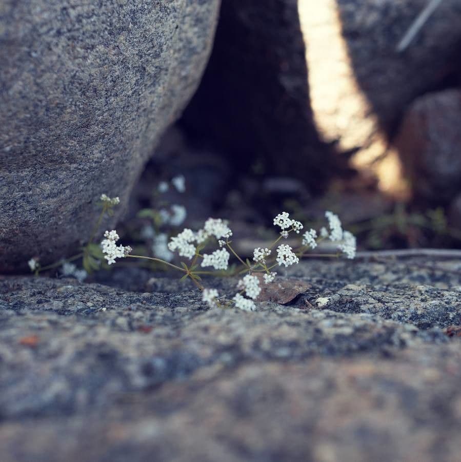 Pimpinella tragium 9