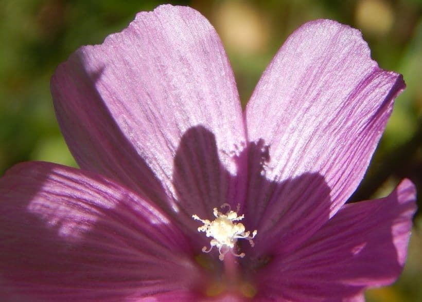 Sidalcea novomexická 2