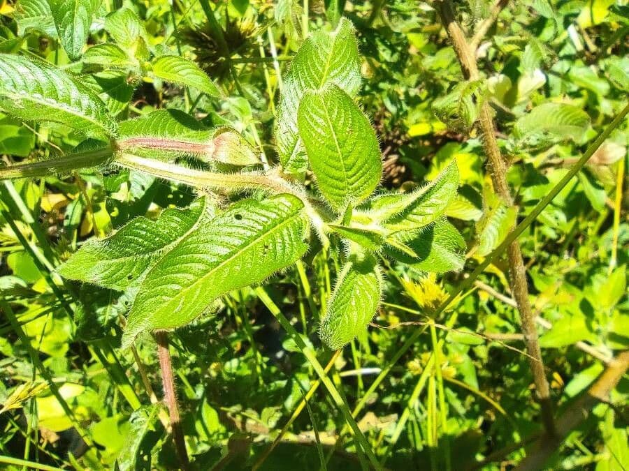 Ludwigia 7