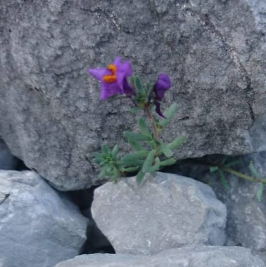 Linaria alpina 26