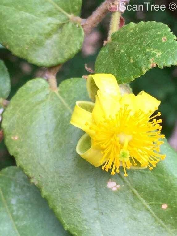 Grewia 8