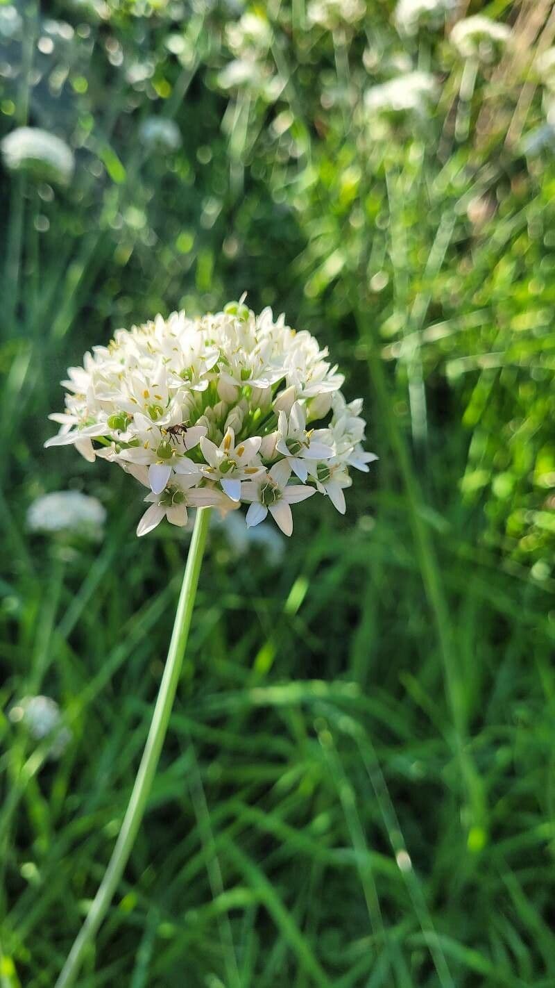 Schnittknoblauch 8