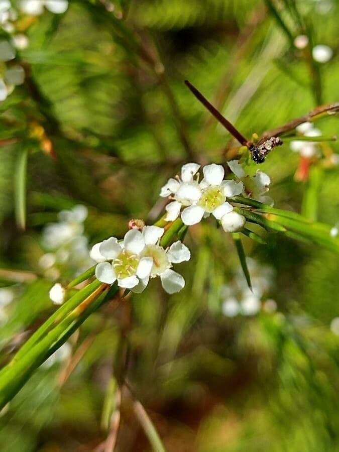 Baeckea linifolia 3