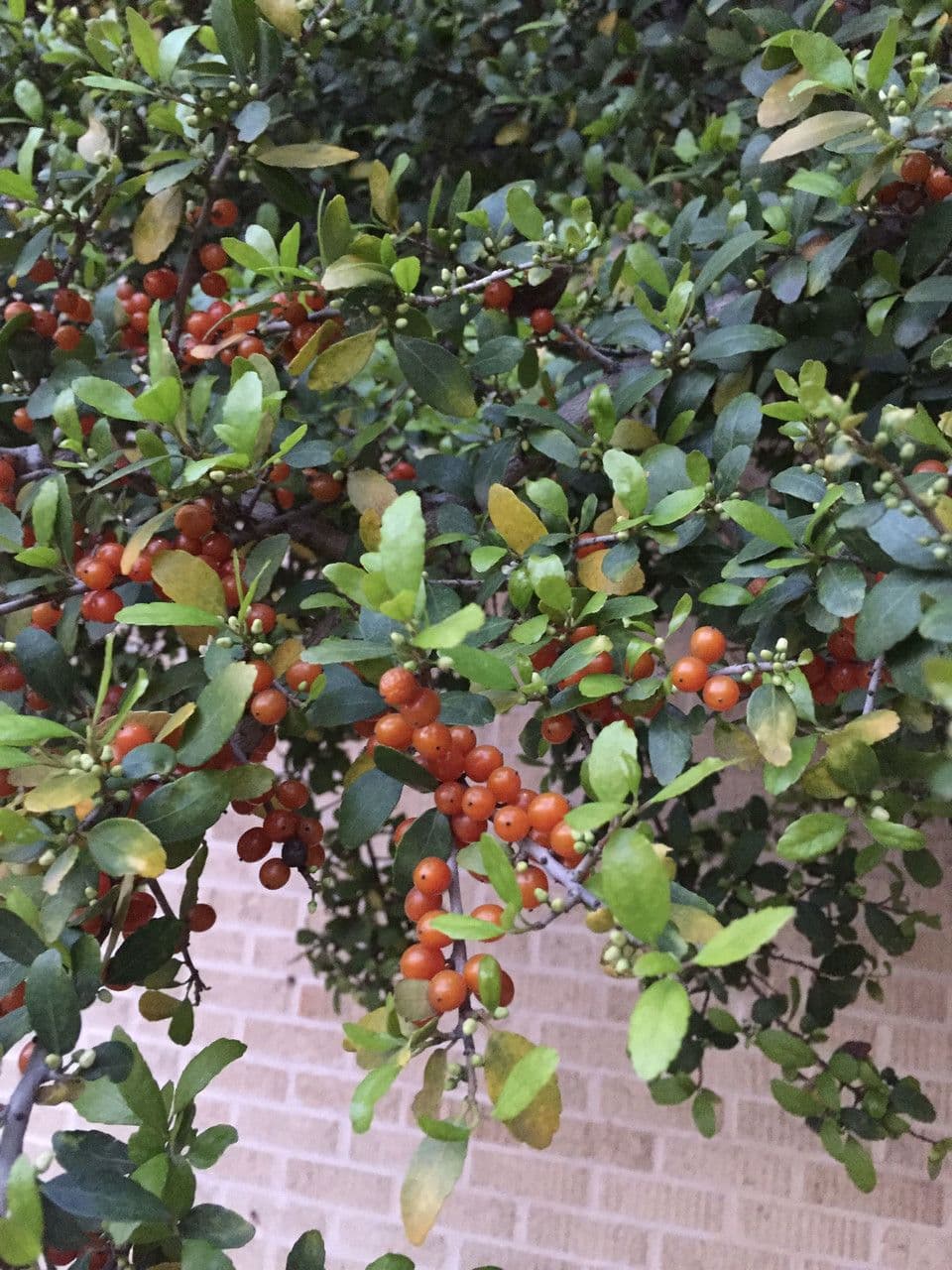 Ilex decidua 13