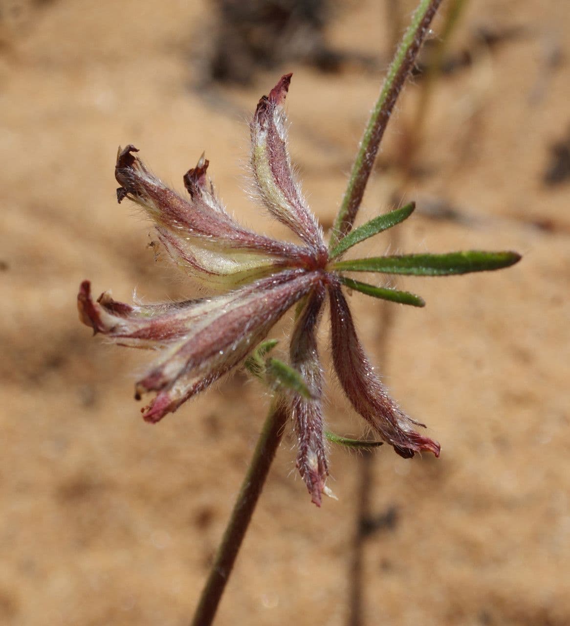 Anthyllis 4