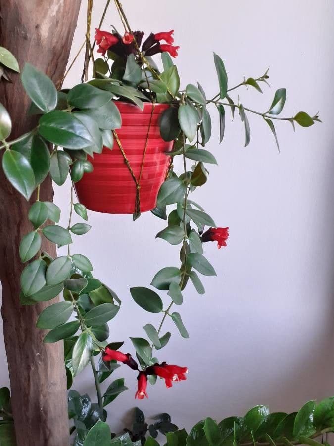 Pianta rossetto 15