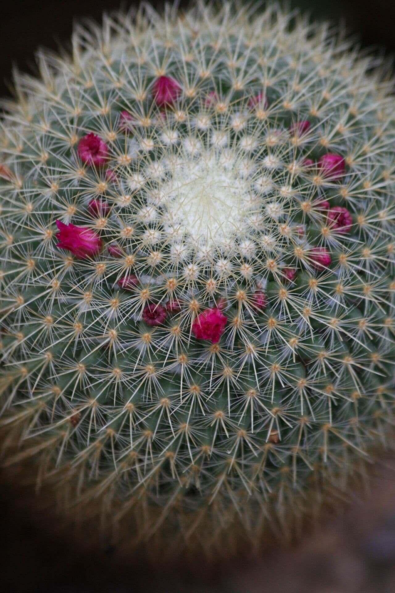 Cactus 2