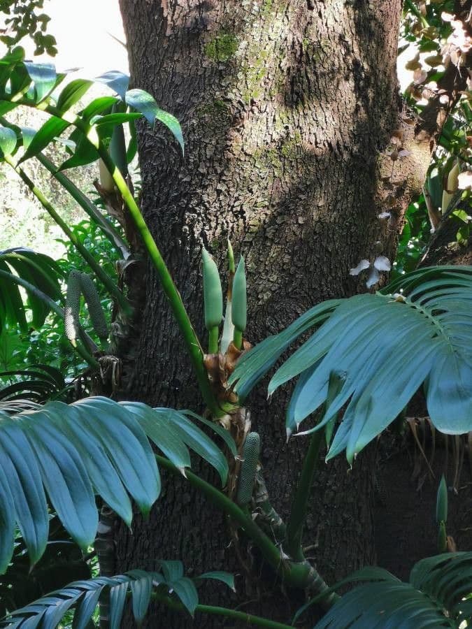 Rhaphidophora 5