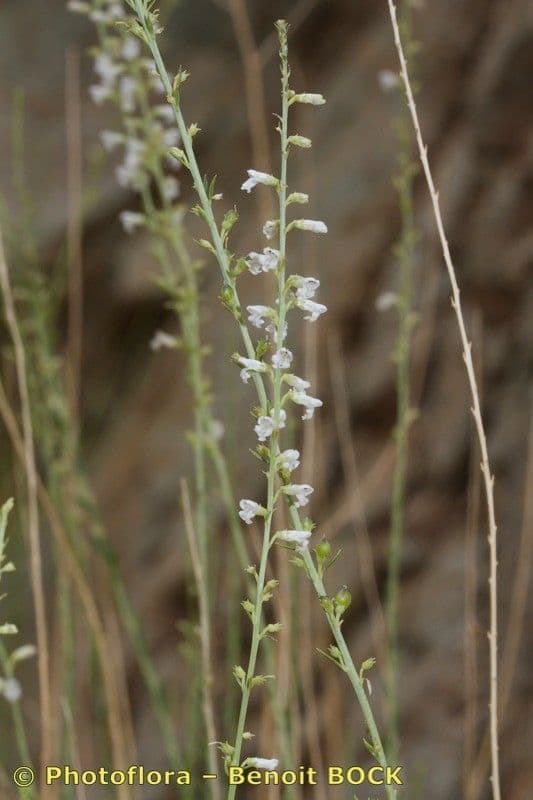 Anarrhinum 12
