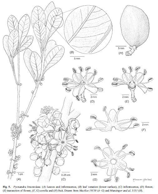 Pycnandra