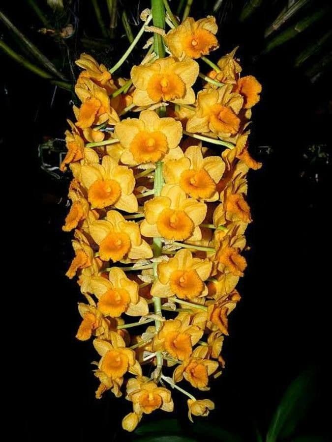 Dendrobium 2