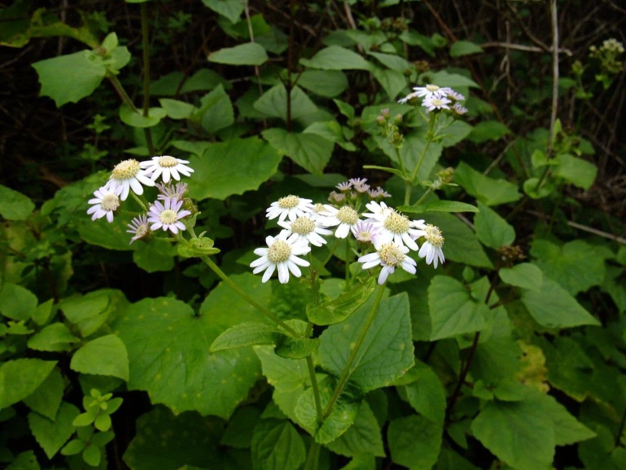 Pericallis 10