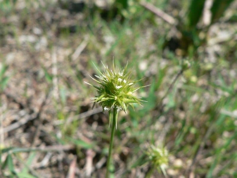 Echinaria capitata