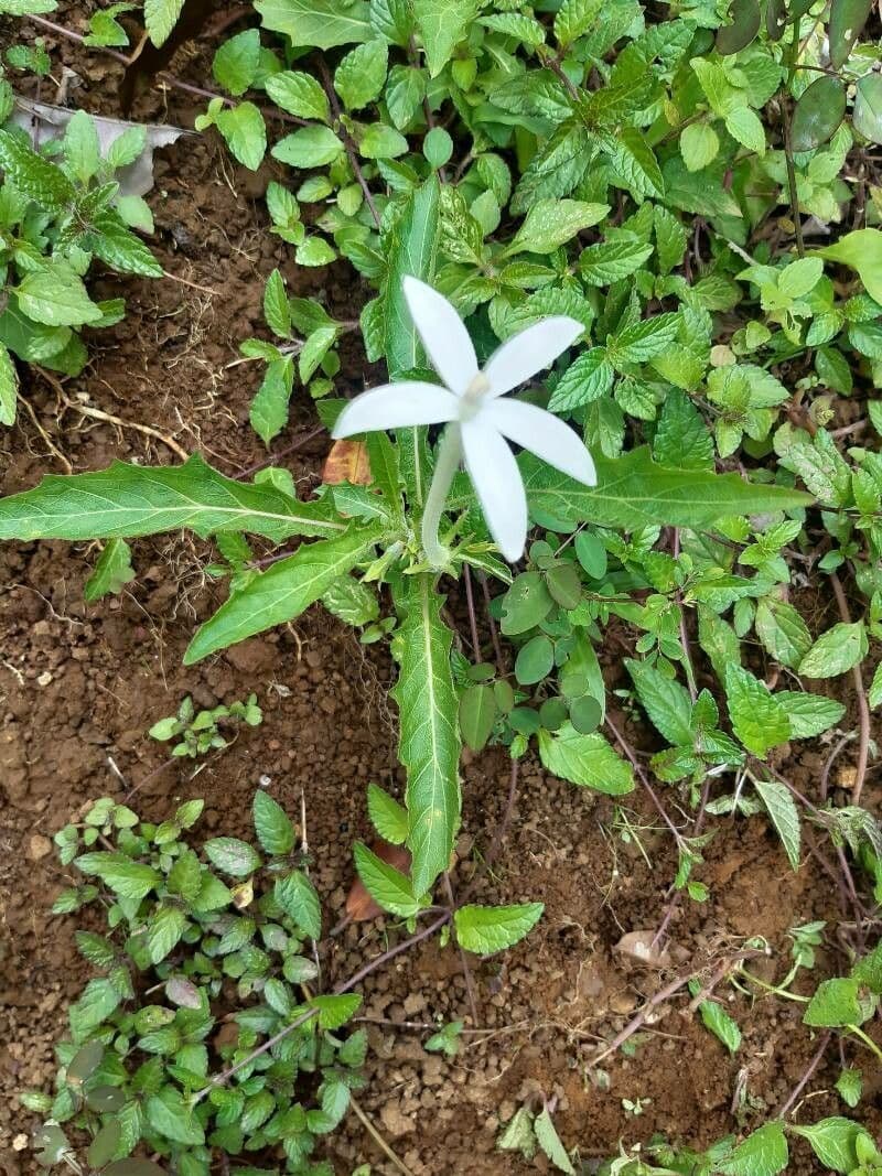 Hippobroma longiflora 16