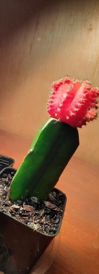 Cactus lunare 17