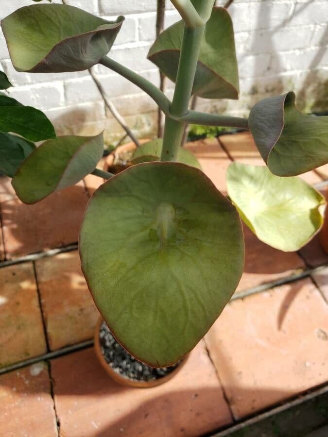 Kalanchoe 2