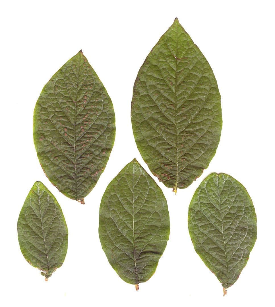Cotoneaster di Rehder 7
