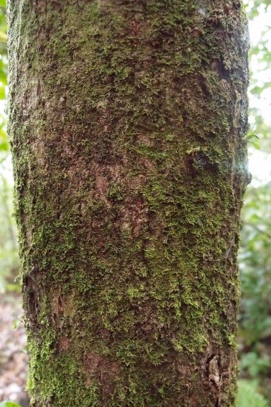 Mimusops balata 19