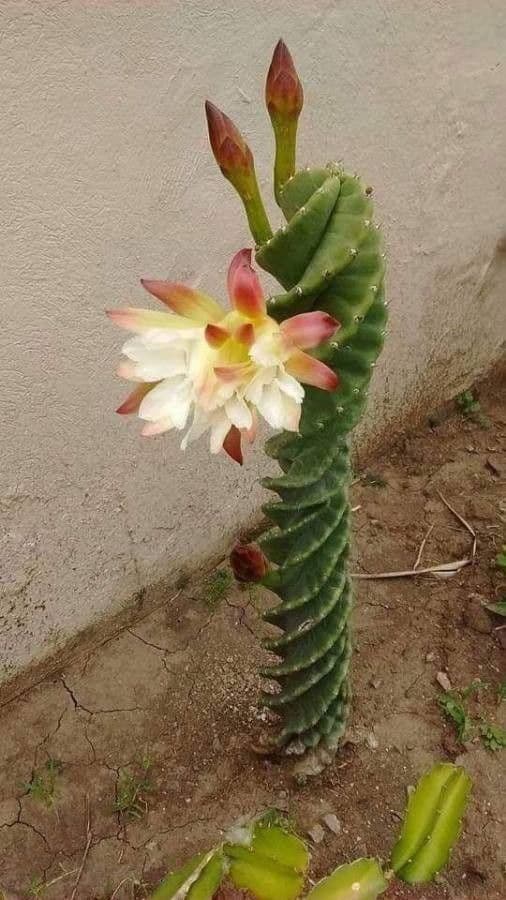 Cactus 5