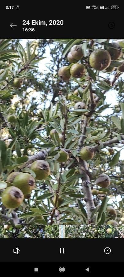 Peral de hoja de almendro 15
