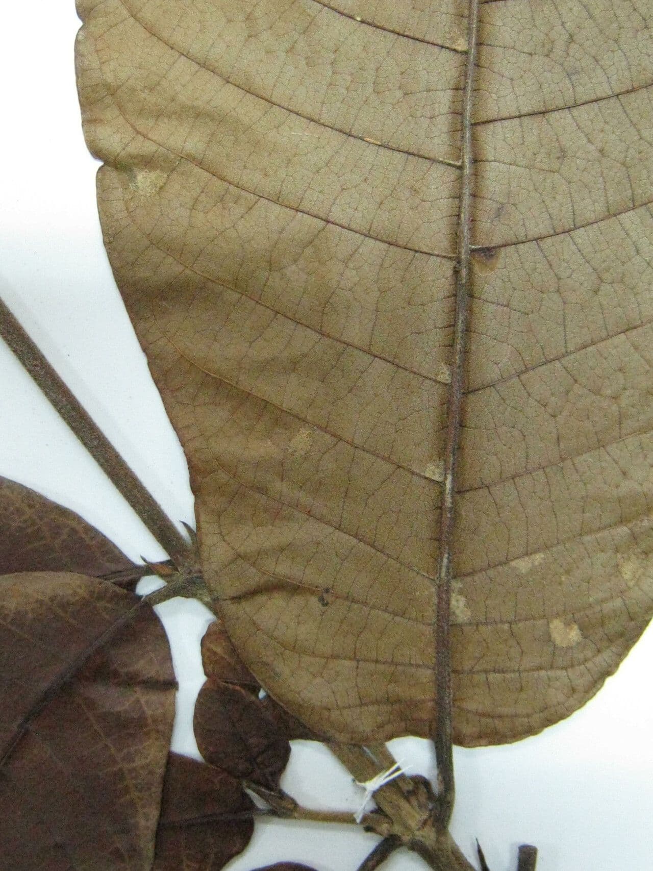 Isertia parviflora 3