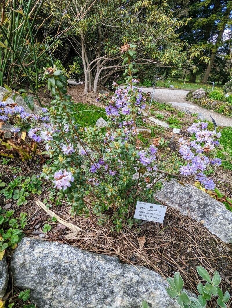 Rododendro 8