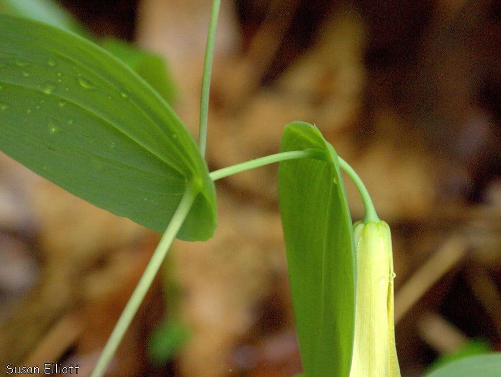 Uvularia perfoliata 13