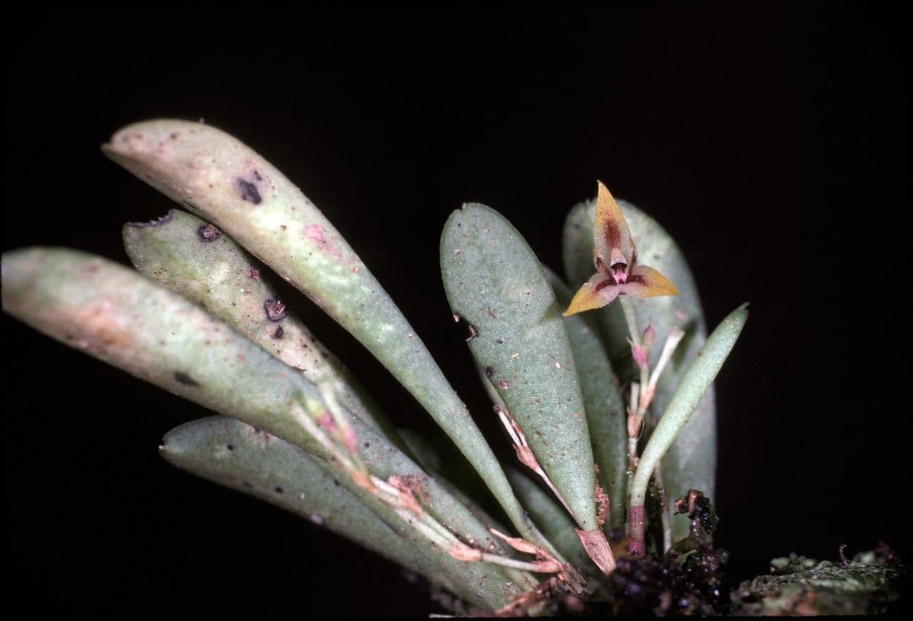 Anathallis 2