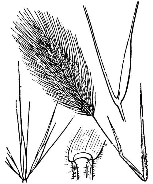 Orzo marittimo 23