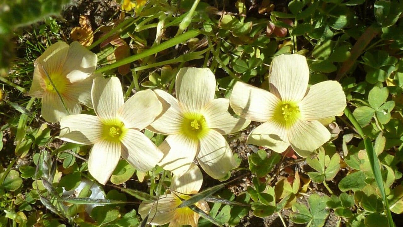 Oxalis