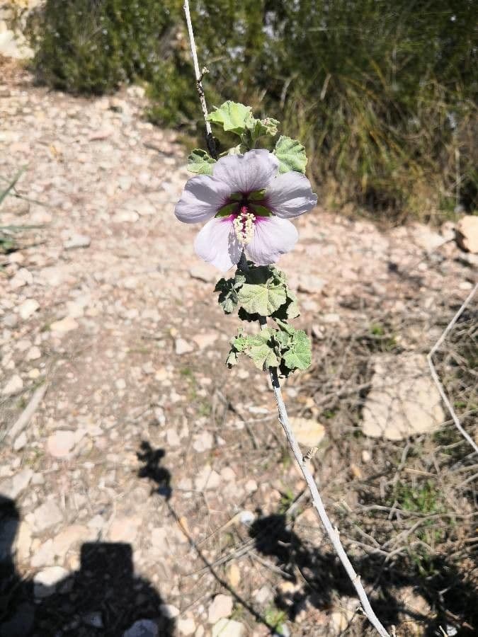 Malva subovata 7